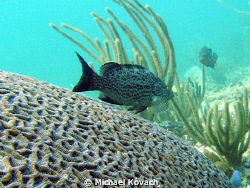 Scamp on the Inside Reef at Lauderdale by the Sea. by Michael Kovach 